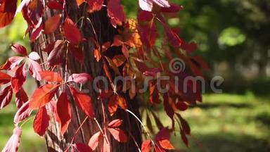 秋天-秋天的颜色。 各种颜色的葡萄叶，红色，覆盆子，勃艮第，猩红。 太阳光线和眩光