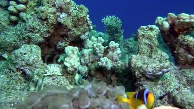 海葵释<strong>放水</strong>。 美丽的珊瑚虫
