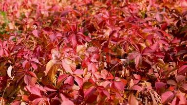 秋天-秋天的颜色。 各种颜色的葡萄叶，<strong>红色</strong>，覆盆子，勃艮第，猩红。 太阳<strong>光线</strong>和眩光