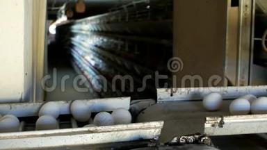 禽类制作鸡蛋的工厂，鸡蛋通过传送带、特写、室内