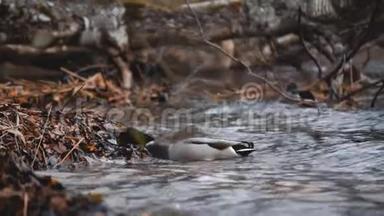 喂鸟。 鸭子在湖里或河里的森林里吃种子。 美丽的野生动物。 关上门。