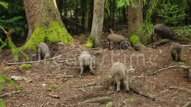一群小野猪在森林里觅食