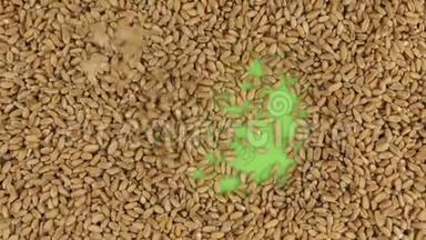 小麦颗粒落在旋转的绿色<strong>屏</strong>幕上，填满一个完<strong>整</strong>的小麦背景。