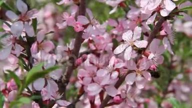 美丽的粉红色花朵在一个春天的花园里，在风中摇动，靠近。 蜜蜂飞来飞去