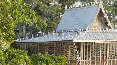 许多白鸥坐在<strong>日式建筑</strong>的屋顶上。 海鸥坐在电线上，屋顶上，树上