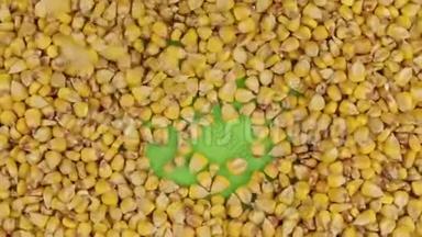 玉米粒<strong>落在</strong>旋转的绿色屏幕上，填满<strong>一个</strong>完整的玉米背景。