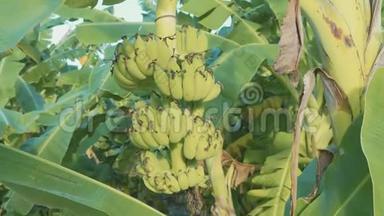<strong>香蕉种植</strong>园里种树的<strong>香蕉</strong>