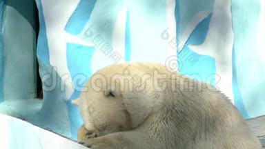 北极熊在动物园慢动作。 北极熊游泳。 一只顽皮的北极熊喜欢。