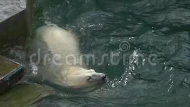 北极熊在动物园慢动作。 北极熊游泳。 一只顽皮的北极熊喜欢。