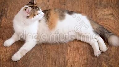 怀孕的猫躺在木地板上。 怀孕最后一个学期的猫。 怀着大肚子的印花棉布猫