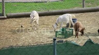 家养的小山羊在chlink围栏后面吃干草