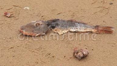 海滩上的死鱼1