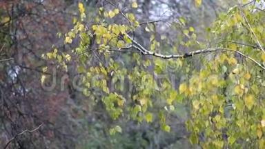 黄叶的桦树枝在风中簌簌作响