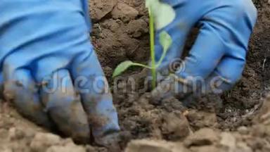 女人在地上挖了一个绿色的保加利亚胡椒队伍近景