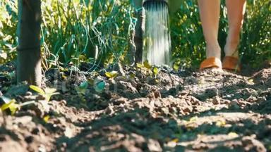 女人在花园里给年轻的植物浇芽，从浇水中喷出的水可以流向土壤