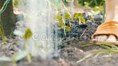 黄瓜在地上长出美丽的小芽，用浇水罐浇水，宏观近景
