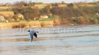 多瑙河海鸥在河上飞翔