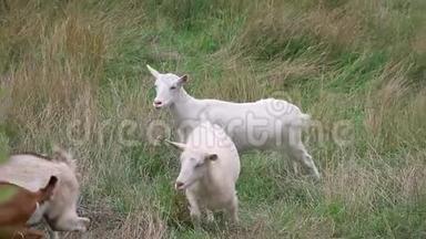 白色和棕色的山羊在长长的草地<strong>上走来走去</strong>，看着镜头