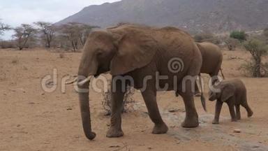桑布鲁保护区干公园带婴儿散步的非洲大象群