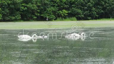十只鼓手天鹅在池塘边觅食