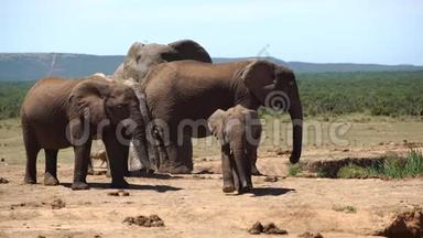 可爱的小象在阿多象身上朝镜头走去