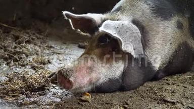 猪圈里的大猪，脏兮兮的猪，躺在猪圈里的污秽<strong>之中</strong>，沉睡的猪，