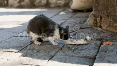 宠物坐在地上，在公园户外吃猫粮。 家猫在地板上吃食物。