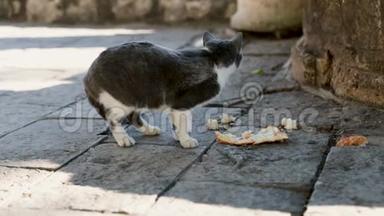 猫<strong>坐在地上</strong>，在公园里户外吃猫粮。 家猫在地板上吃食物。