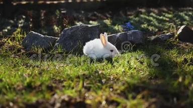 草地上的复活节白兔