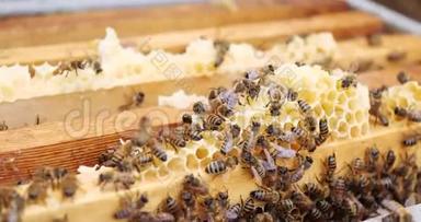 蜜蜂蜂巢的框架。 养蜂人收获蜂蜜。 养蜂人检查蜜蜂蜂巢。