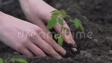 农民的双手在绿色和黄色背景的肥沃土壤上种植和培<strong>育</strong>树木，培<strong>育婴</strong>儿