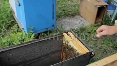 蜜蜂，花园里的蜜蜂，蜜蜂