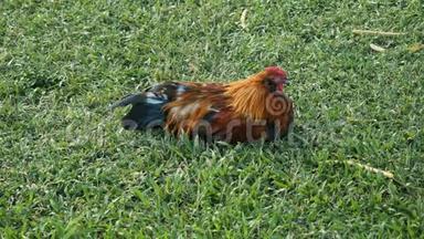一只雄鸡坐在瓦胡岛的草地上