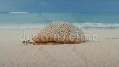 石珊瑚片片片片片片片片沙滩，海浪冲刷海岸..
