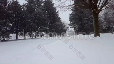 雪暴暴雪与常青树。 带树区的<strong>雪花</strong>自然场景。 北雪天气<strong>风景</strong>区