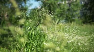 在阳光明媚的一天，草地上绿草如茵，绽放着咆哮。