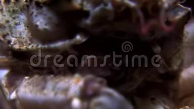 在俄罗斯白海床的水下，螃蟹的眼睛很近。