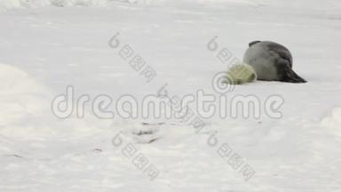 俄罗斯白冰海母亲附近的新生海豹。