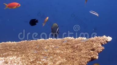 马尔代夫的硬珊瑚螨和令人惊叹的蝴蝶鱼。