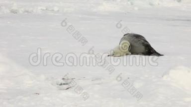 俄罗斯白冰海母亲附近的新生海豹。