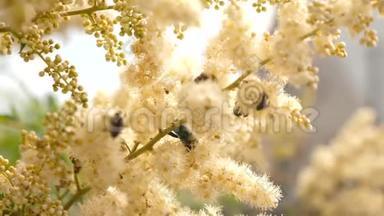 各种昆虫从树枝上盛开的黄色花朵中采集花蜜。 特写镜头。 树枝上的白花是