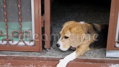 小猎犬躺在门口