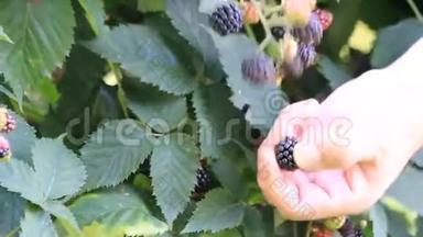 黑莓，维生<strong>素</strong>，<strong>花</strong>园