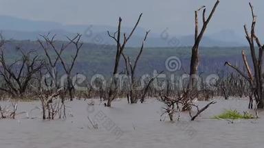 巴林戈湖的景观显示了肯尼亚有枯树的上升，