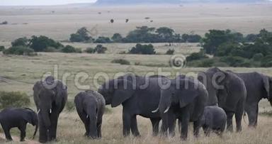 非洲象，非洲象，萨凡纳群，肯尼亚马赛马拉公园，<strong>实时</strong>