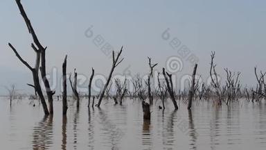 巴林戈湖景<strong>观展</strong>示了死亡树木的水域崛起，肯尼亚，