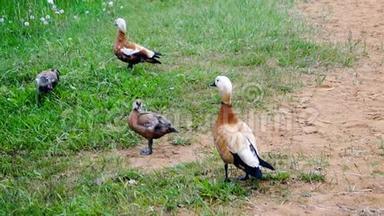俄罗斯莫斯科郊区，夏季湖畔，带成熟雏鸡的成年母鸭。