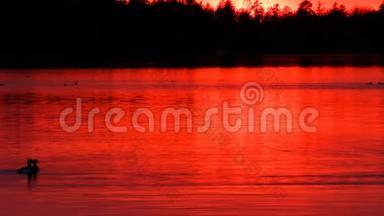 在明尼苏达州的贝米吉日落时，<strong>鸭</strong>子在美丽的湖里游泳