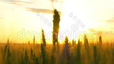 夕阳西下：一个美丽的<strong>金色</strong>太阳透过小<strong>麦穗</strong>在一个麦田里闪耀。