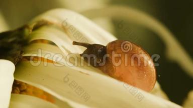 一只蜗牛吃着一片甘菊花瓣